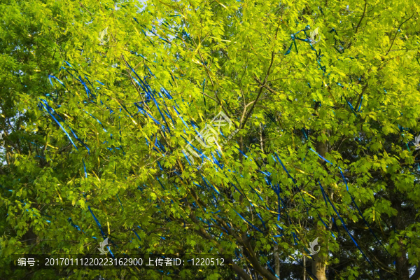 綠色的葉子-匯圖網(wǎng) www.fosd68.com 綠色的葉子