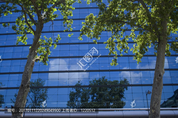 樹木之間的辦公室