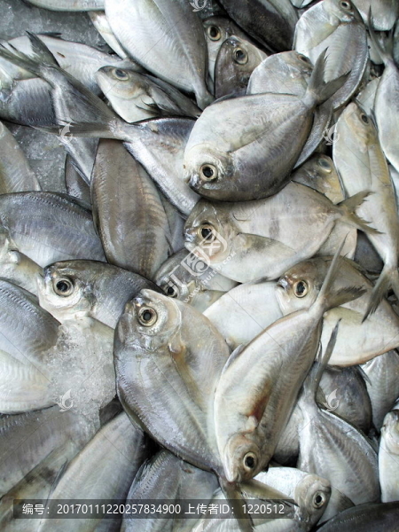 魚市場(chǎng)
