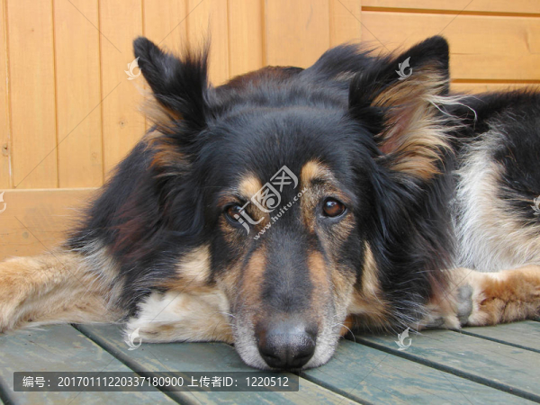 德國(guó)牧羊犬-匯圖網(wǎng) www.fosd68.com 德國(guó)牧羊犬