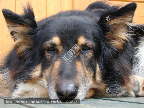 德國(guó)牧羊犬-匯圖網(wǎng) www.fosd68.com 德國(guó)牧羊犬