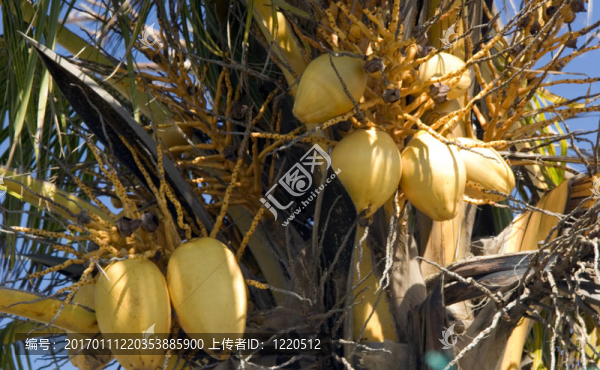 墨西哥的棕櫚樹