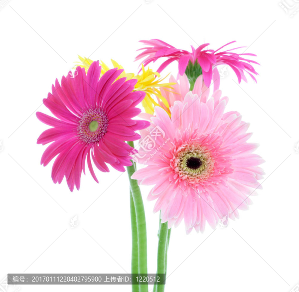 豐富多彩的非洲雛菊