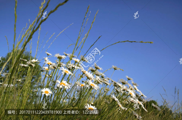 雛菊