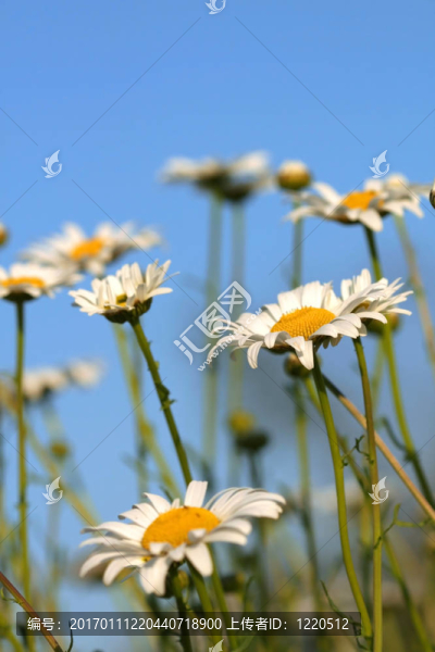 雛菊