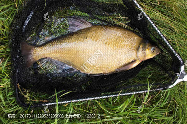 金鯛魚(yú)
