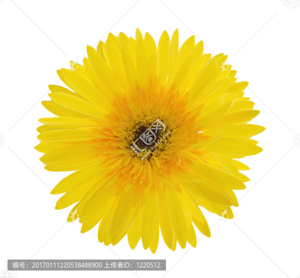 黃Gerber,Daisy