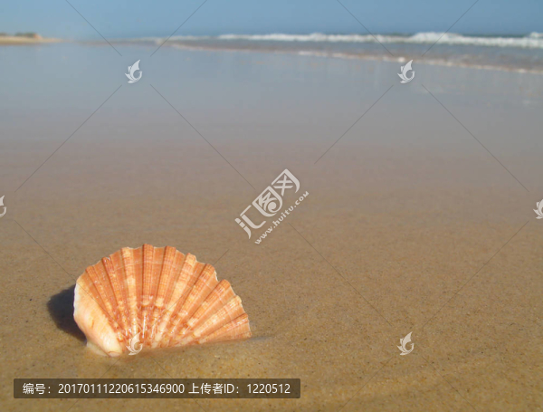 海灘上的貝殼