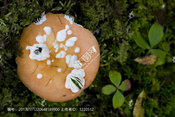 羊肚菌