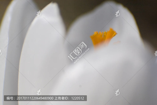 白番紅花