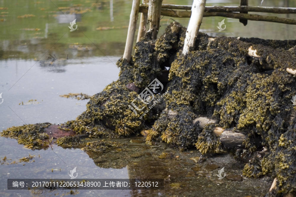 碼頭