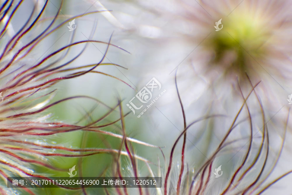 觸手