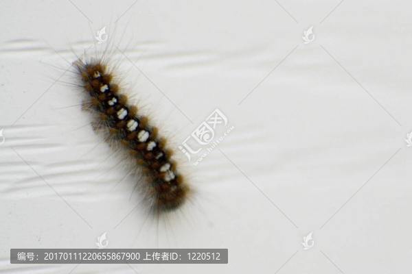 卡特彼勒