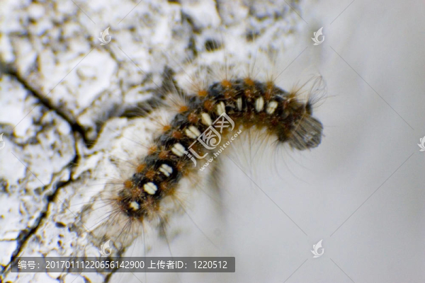 卡特彼勒-匯圖網(wǎng) www.fosd68.com 卡特彼勒