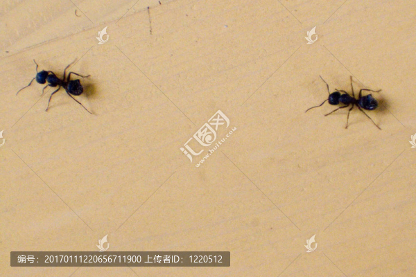 螞蟻在行軍-匯圖網(wǎng) www.fosd68.com 螞蟻在行軍