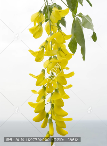 一種黃色相思花