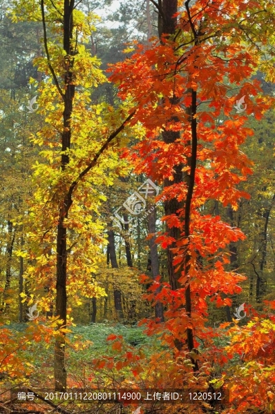 秋天的顏色-匯圖網(wǎng) www.fosd68.com 秋天的顏色