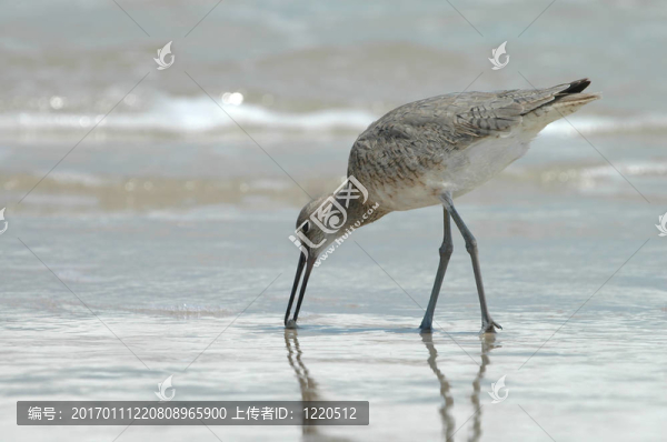 威利特鳥喂食