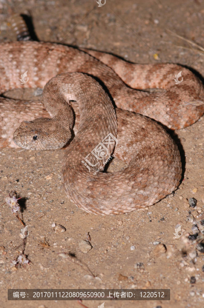 有斑點的響尾蛇