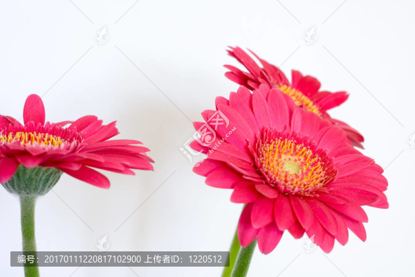 粉紅