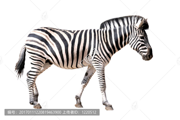 孤立的斑馬-匯圖網(wǎng) www.fosd68.com 孤立的斑馬