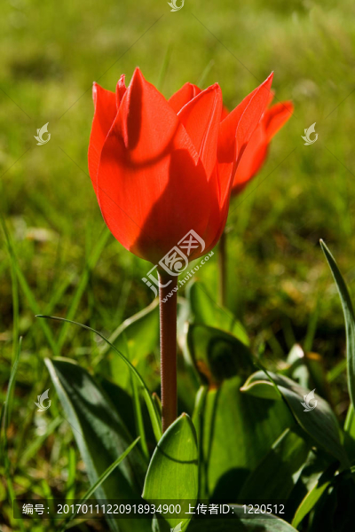 tulpe