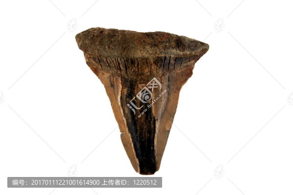 鯊魚牙化石-匯圖網(wǎng) www.fosd68.com 鯊魚牙化石