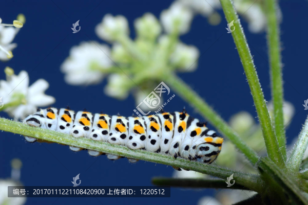 卡特彼勒的燕尾蝶