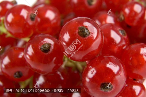 紅醋栗