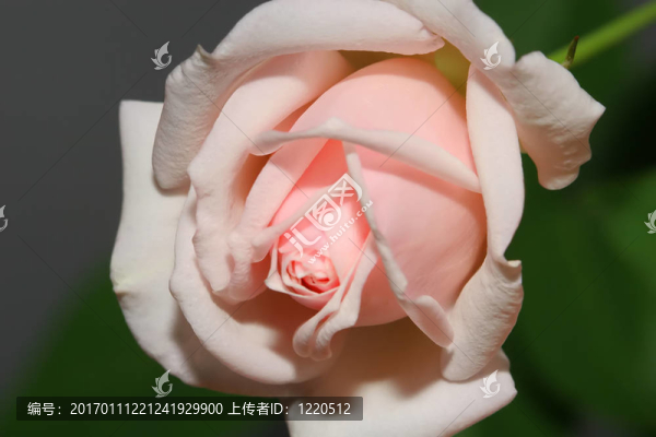 玫瑰