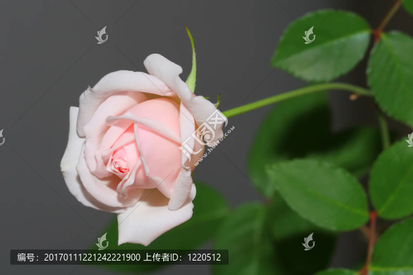 玫瑰