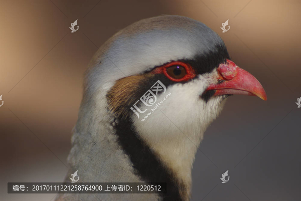 鷓鴣C