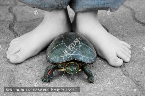 我的寵物龜