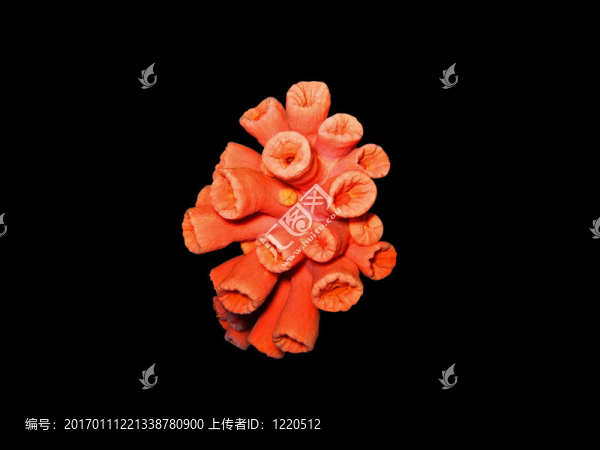 紅珊瑚中分離