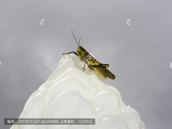 蝗蟲