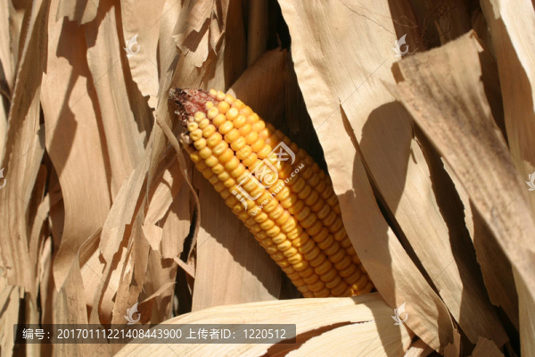 玉米