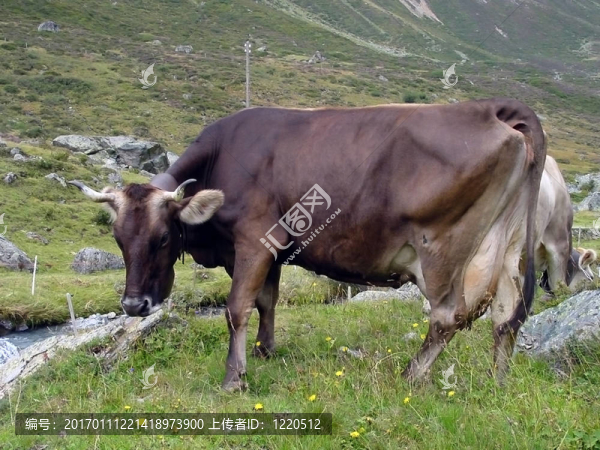 山牛-匯圖網(wǎng) www.fosd68.com 山牛