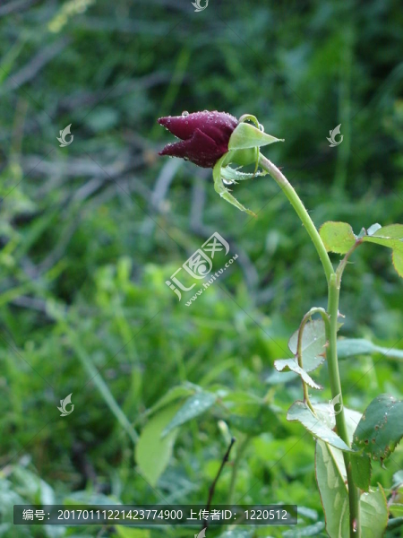 玫瑰花蕾