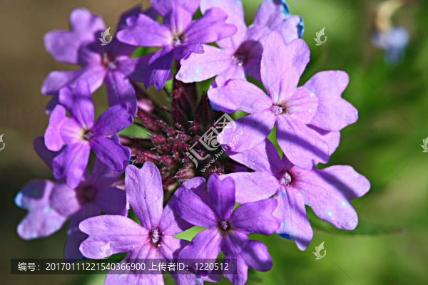 馬鞭草-匯圖網(wǎng) www.fosd68.com 馬鞭草