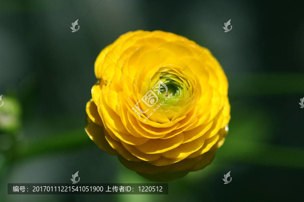 黃色毛茛-匯圖網(wǎng) www.fosd68.com 黃色毛茛