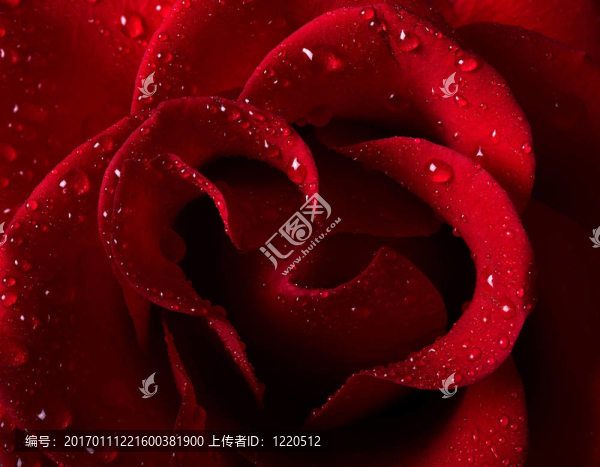 紅玫瑰