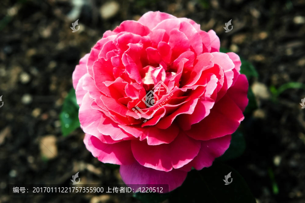 紅玫瑰