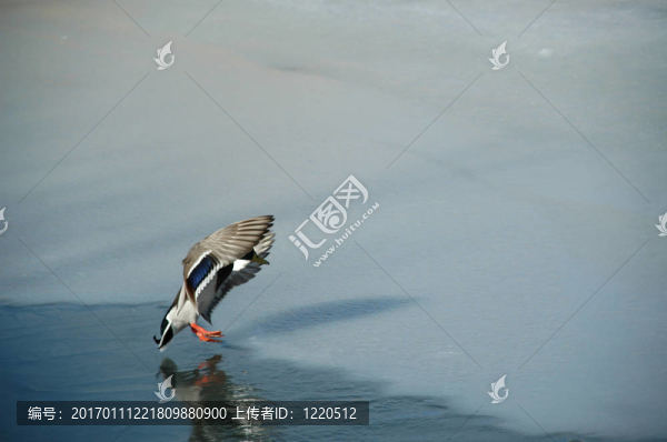 登陸鴨