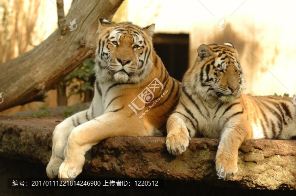 老虎