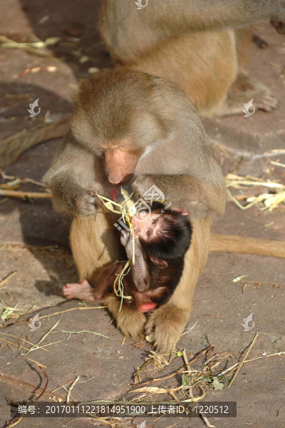 Monky的家人