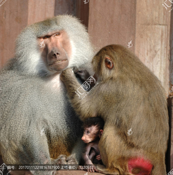 Monky的家人