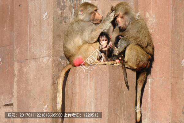 Monky的家人