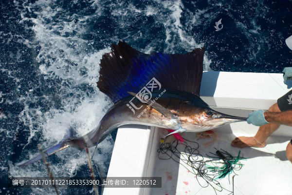 帆魚(yú)
