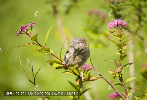 一只開(kāi)花的樹(shù)枝上的麻雀