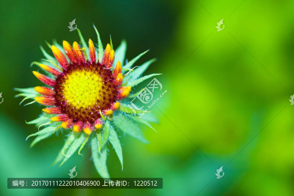 夏天的野花